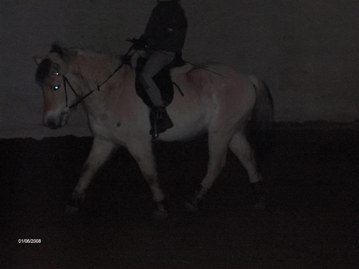 Fjordhest Huggeren :D ( Jannie's ) billede 9