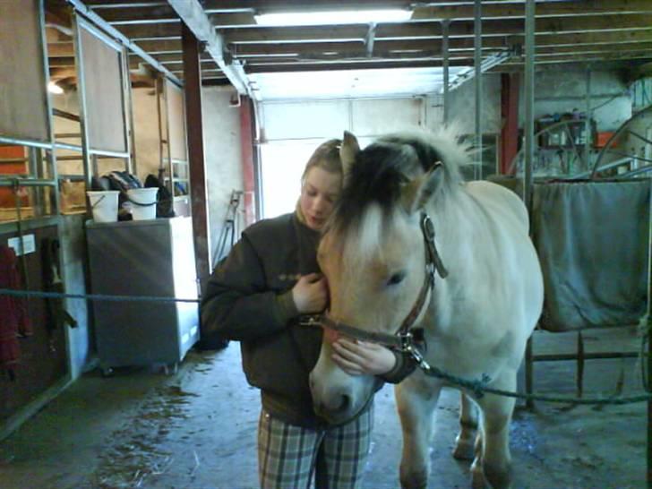 Fjordhest Huggeren :D ( Jannie's ) billede 10