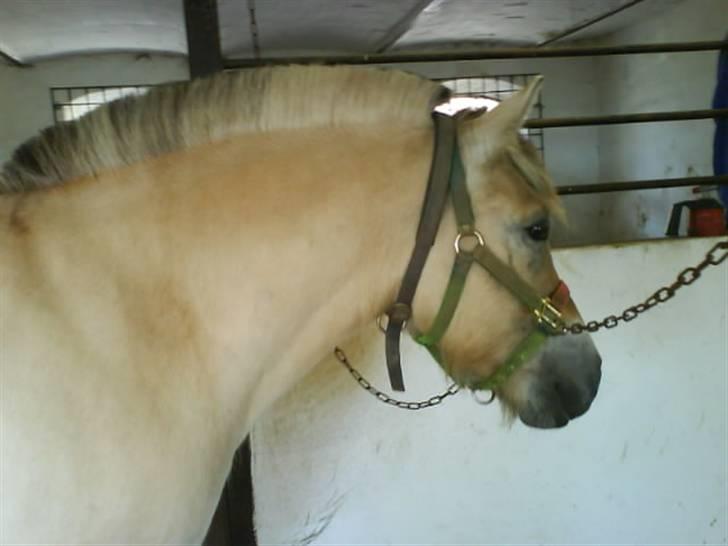 Fjordhest Huggeren :D ( Jannie's ) billede 11