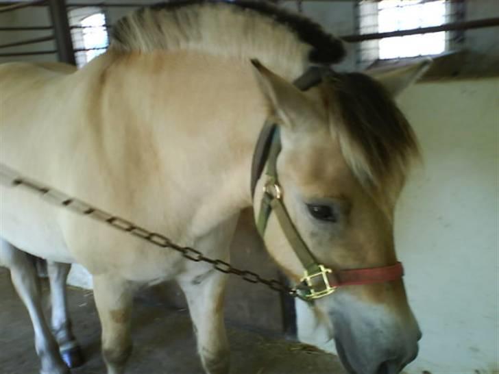 Fjordhest Huggeren :D ( Jannie's ) billede 12