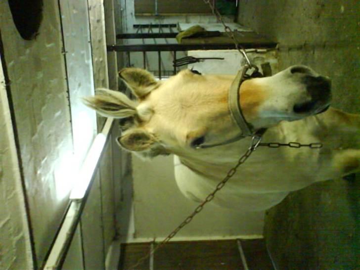 Fjordhest Huggeren :D ( Jannie's ) billede 13