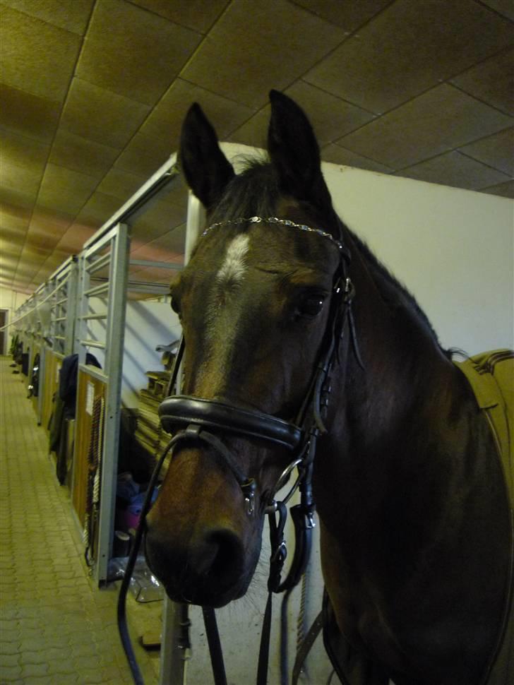 Anden særlig race Sasha - solgt !  billede 14