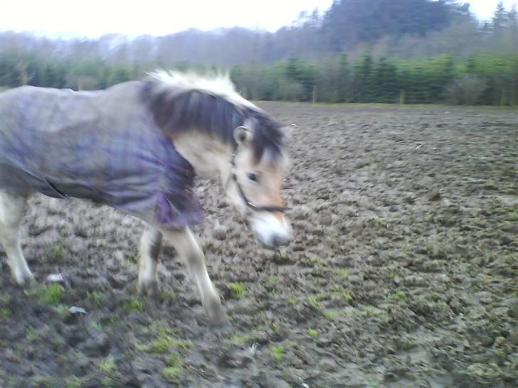 Fjordhest Huggeren :D ( Jannie's ) billede 16