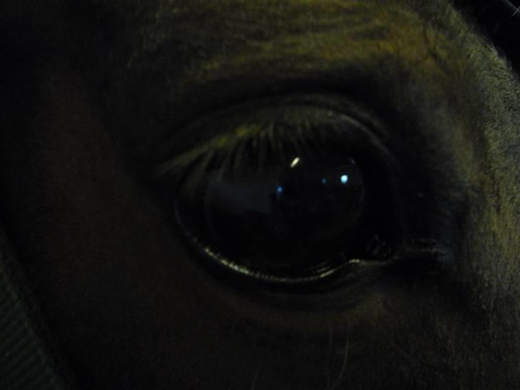 Anden særlig race Sasha - solgt !  billede 16