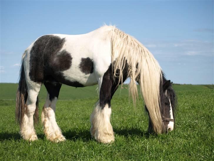 Irish Cob Danny Boy R.I.P - Nyt billede med en del vægtforøgelse "jubii" billede 9