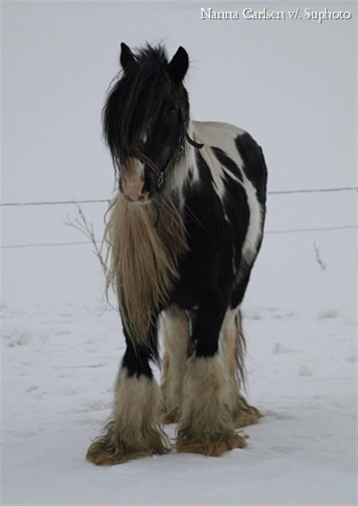 Irish Cob Danny Boy R.I.P - Danny lige inden han får klippwt hovskæg ;-) billede 10