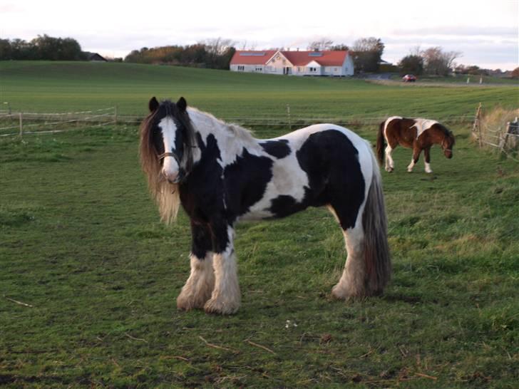 Irish Cob Danny Boy R.I.P - Så har Danny taget på i vægt og blevet nogle kilo tungere billede 11
