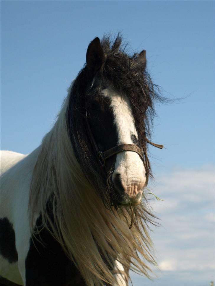 Irish Cob Danny Boy R.I.P - Nu ser Danny sin ´mor´ kommer :-) billede 12