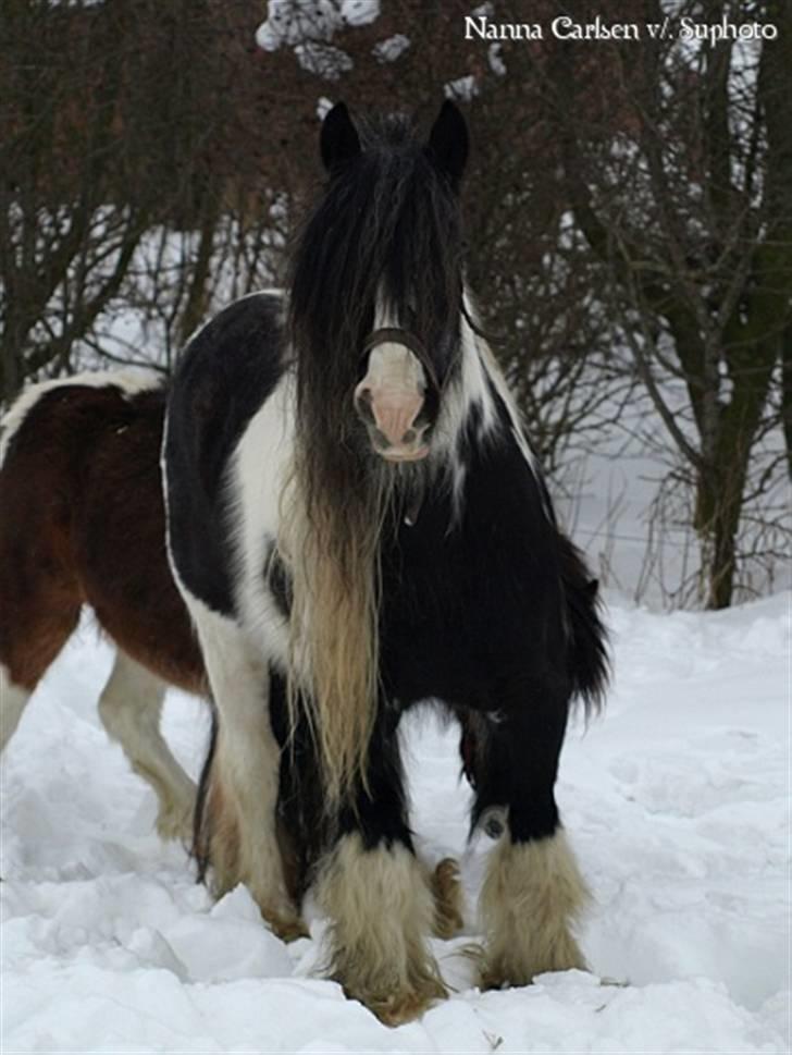 Irish Cob Danny Boy R.I.P - tja på denne årstid kan det ikke undgåes at man bliver beskidt:-) billede 13