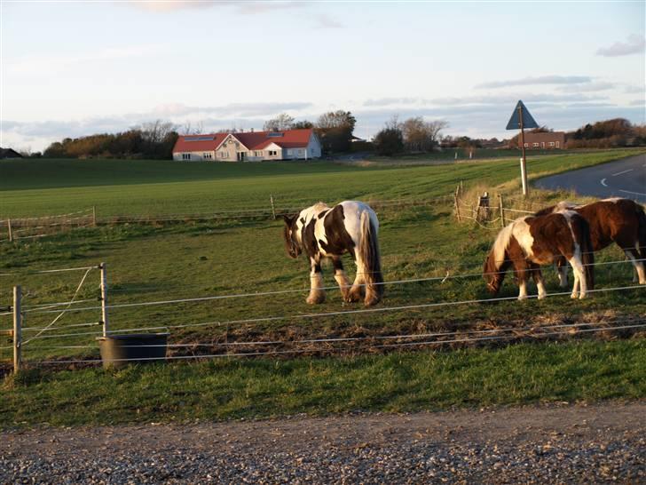 Irish Cob Danny Boy R.I.P - Danny sammen med kone og papsøn:-) billede 14