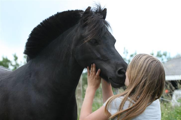 Shetlænder | Bølle billede 18