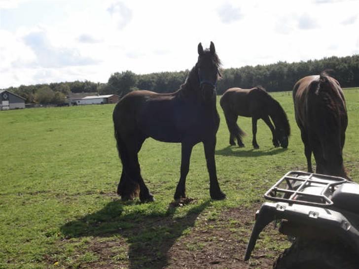 Frieser Rommert (Ik min mere) - Jasper da han var lidt mindre... :) billede 11