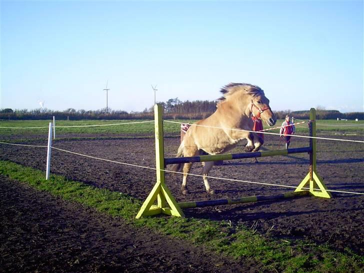 Fjordhest mille - mille der springer billede 4