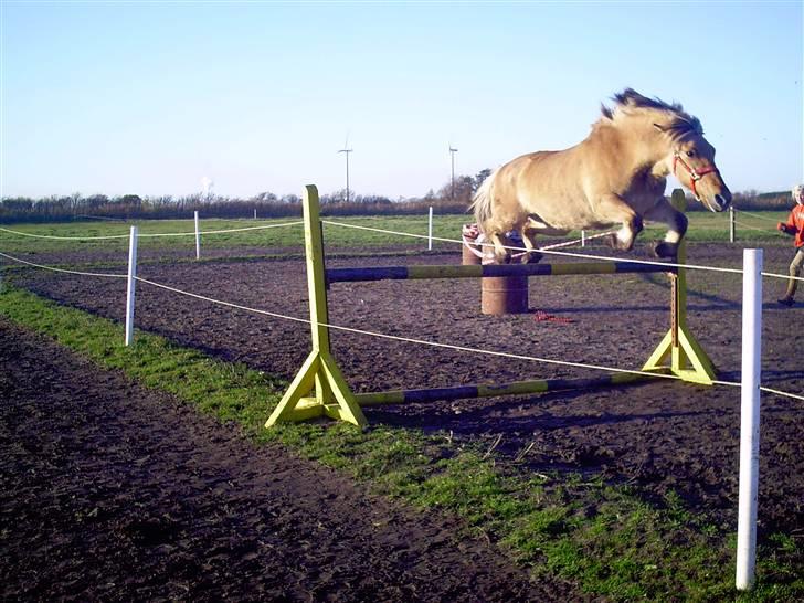 Fjordhest mille - mille der springer billede 5