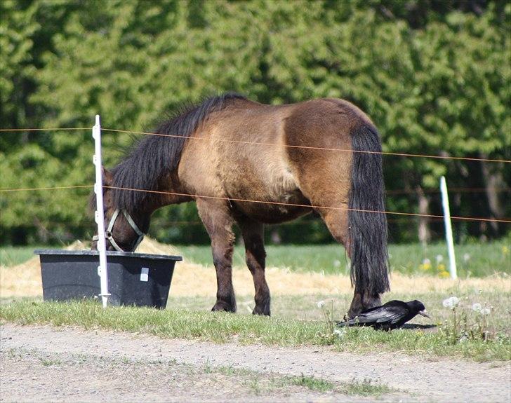 Shetlænder Black Action  - You where everything, everything that I wanted. billede 3
