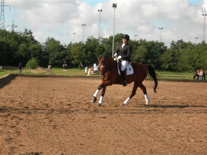 Anden særlig race Leandro - Galop volte i LC1... billede 16