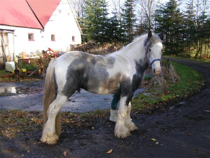 Irish Cob Little Big Bobby Beer billede 7