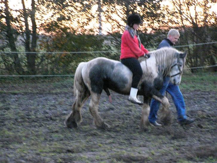 Irish Cob Little Big Bobby Beer billede 8