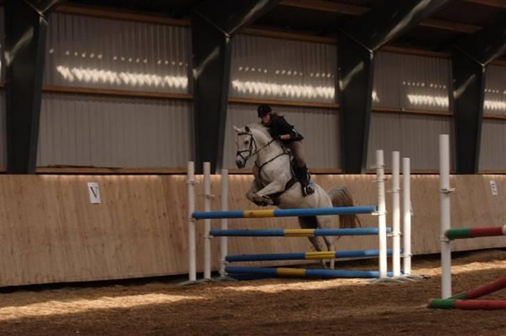 Anden særlig race Frembjergs Angel SOLGT - Regina der springer på hende:D billede 1