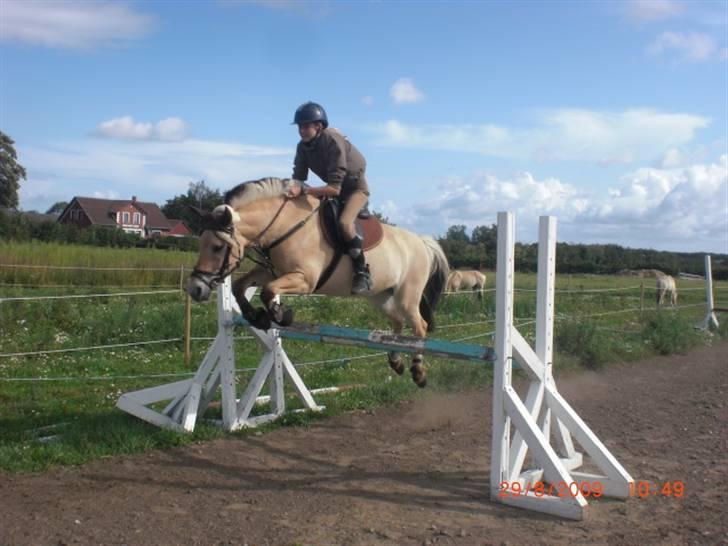 Fjordhest Natalii *Tøzee* - Springer 1 m :´) Har aldrig ture at springe højt før jeg mødte dig pus <3 Foto: Salle billede 14