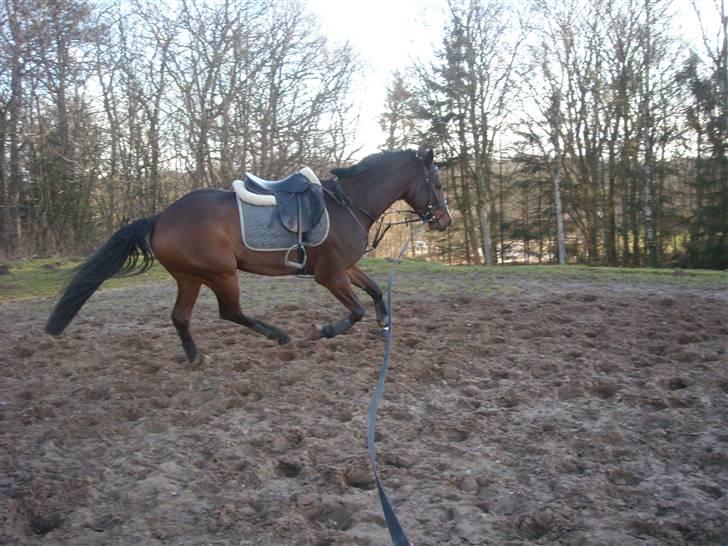 Dansk Varmblod Manc'ini Birkedommergård  - Gallop i longe :D <3 billede 14