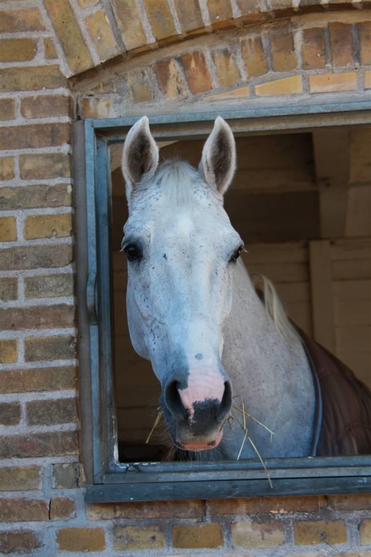 Holstener Lidria - SOLGT :'( billede 14