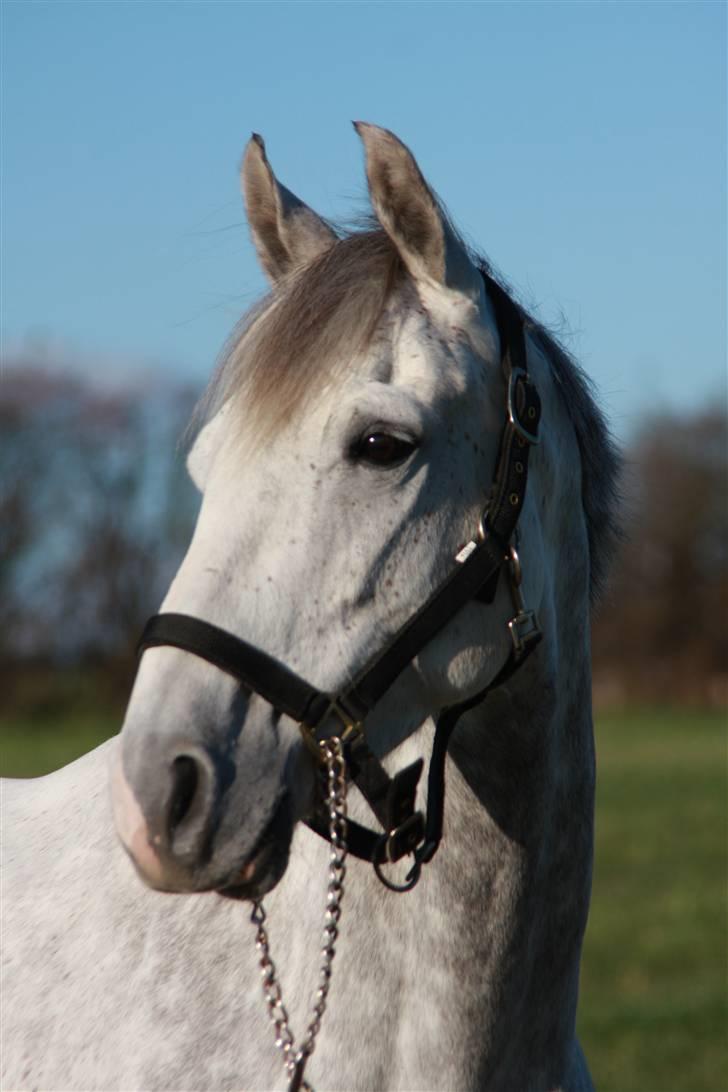 Anden særlig race Dancing Daisy ! !SOLGT! ! billede 18