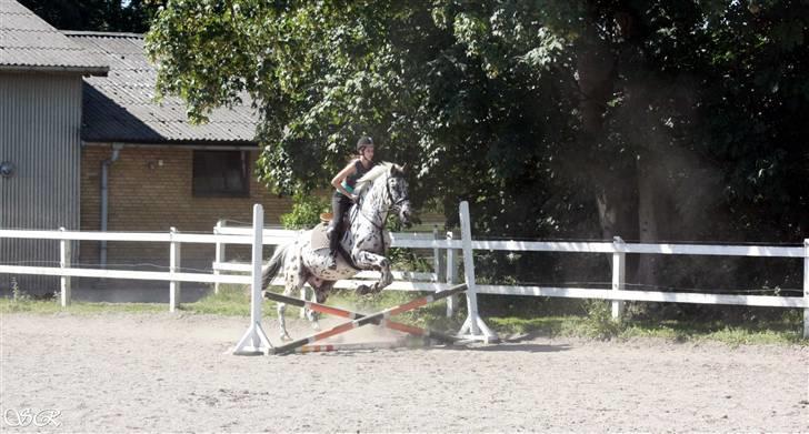 Knabstrupper Lion's Stip - Spring ridelejr ´09 SR foto billede 11