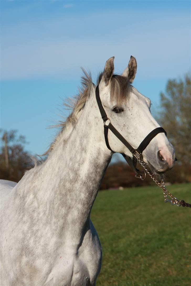 Anden særlig race Dancing Daisy ! !SOLGT! ! billede 19