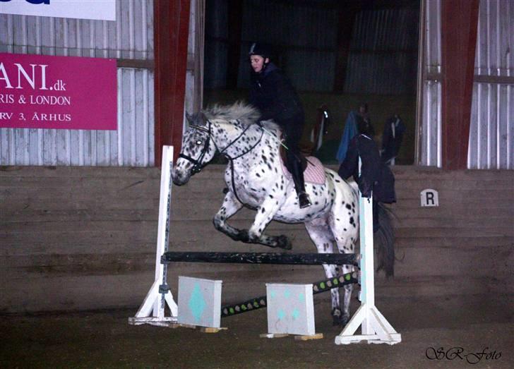 Knabstrupper Lion's Stip - hop igen SR foto billede 13