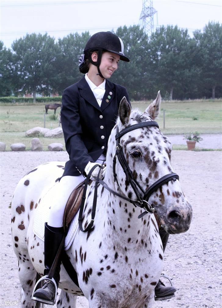 Knabstrupper Lion's Stip - Fra Åsrk´s sommerstævne ´09 SR foto billede 15