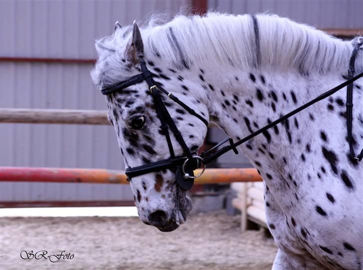 Knabstrupper Lion's Stip - Plethesten <3 SR foto billede 17