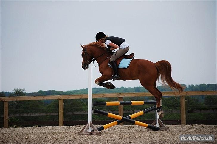 Welsh Pony af Cob-type (sec C) Eternal Amal<3 - billede 13 : Springning !! (: billede 7