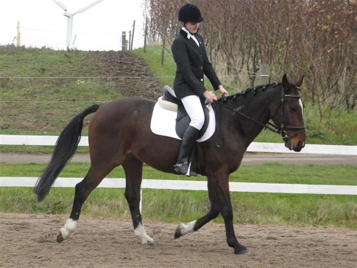 Traver Discovery - Opvarmning til dressurstævne i MARK :D 1/11-08 billede 20