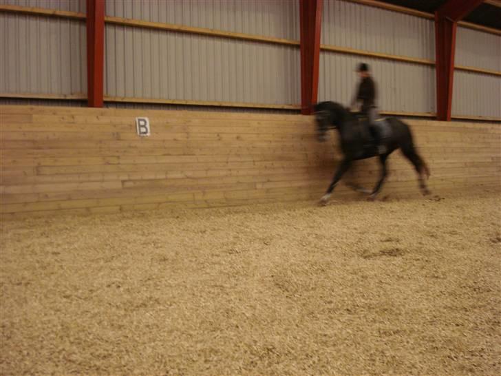 Trakehner Elité (tidl lånehest) billede 7