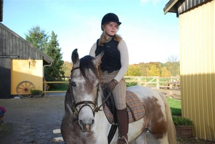 Sportsaraber (A) Cody billede 4