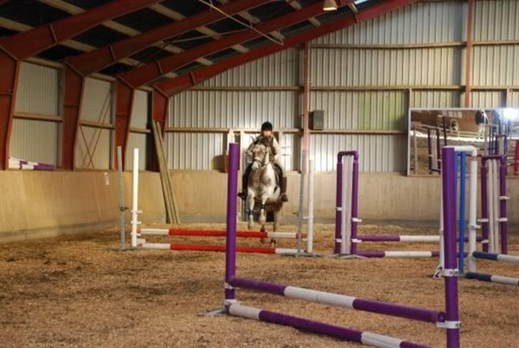 Sportsaraber (A) Cody billede 5