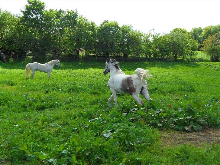 Sportsaraber (A) Cody billede 6