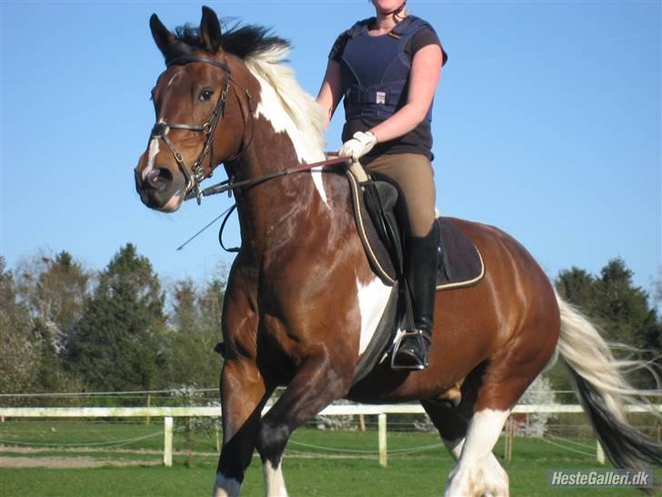 Anden særlig race BOJARD - Bojard og jeg til Cassøe kursus... Foto: Nana Pabst :) billede 9