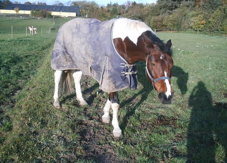 Anden særlig race BOJARD - hmm... kan jeg mon liste mig væk? Bojard på fold. Foto: Mig billede 19