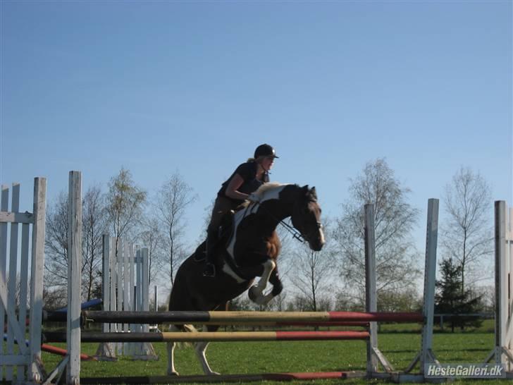 Anden særlig race BOJARD - Cassøe kursus... hæhæ godt billed.. Foto: Nana Pabst billede 10