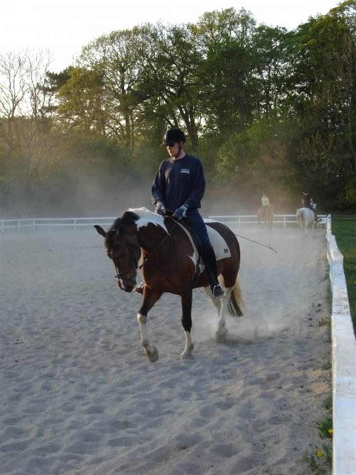 Anden særlig race BOJARD - Min far og Bojard til undervisning.. elsker den hest <3 Foto: Mig billede 7