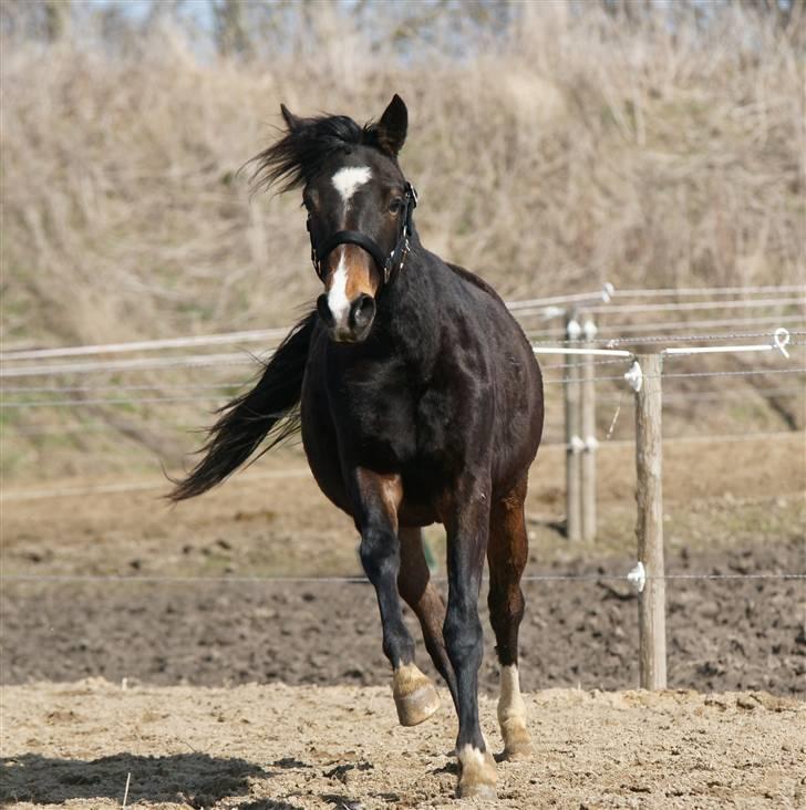 DSP Caspara´s April - April 2010 billede 4