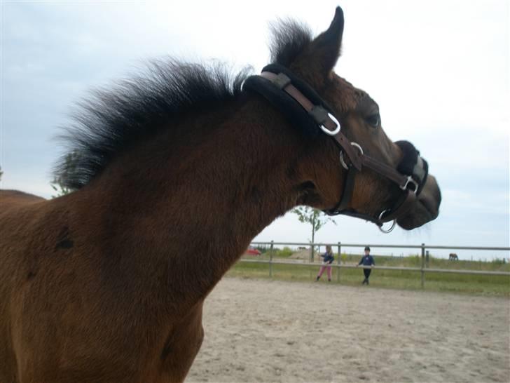 DSP Caspara´s April billede 5