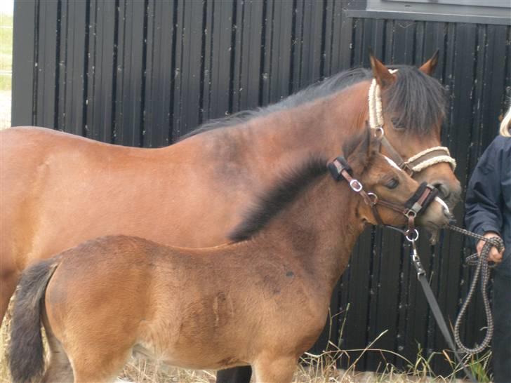 DSP Caspara´s April billede 6