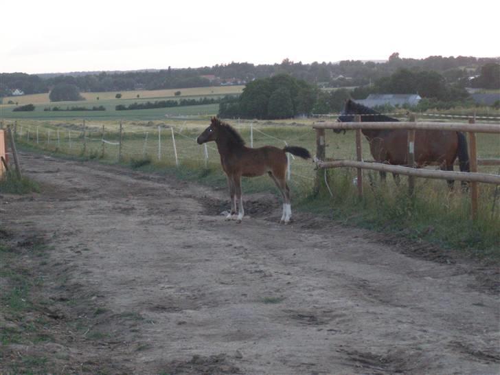 DSP Caspara´s April billede 7