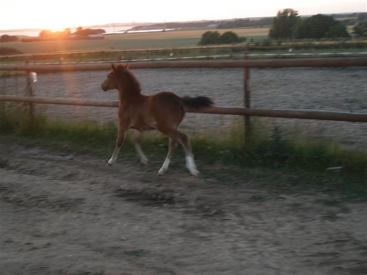 DSP Caspara´s April billede 8