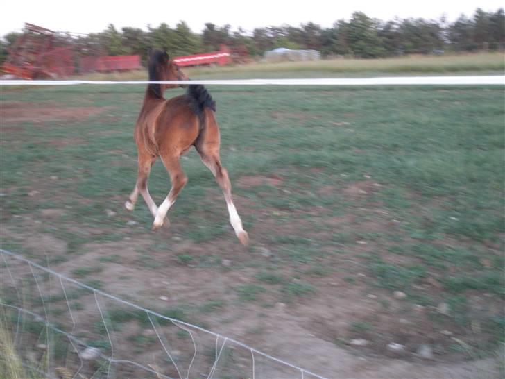 DSP Caspara´s April billede 9