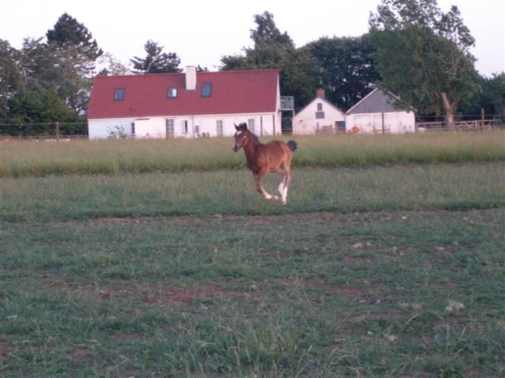 DSP Caspara´s April billede 10