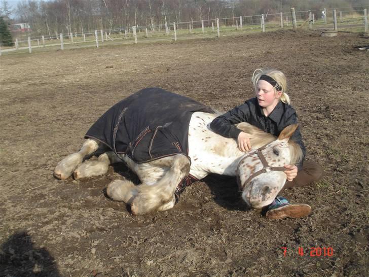Noriker julius drømmeponyen<3 - hygge ude på folden <3 billede 3